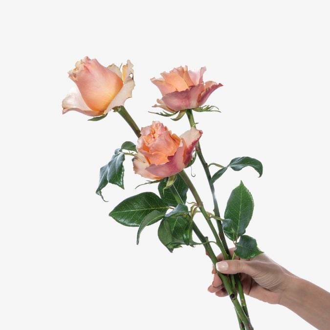 Carpediem_Rose