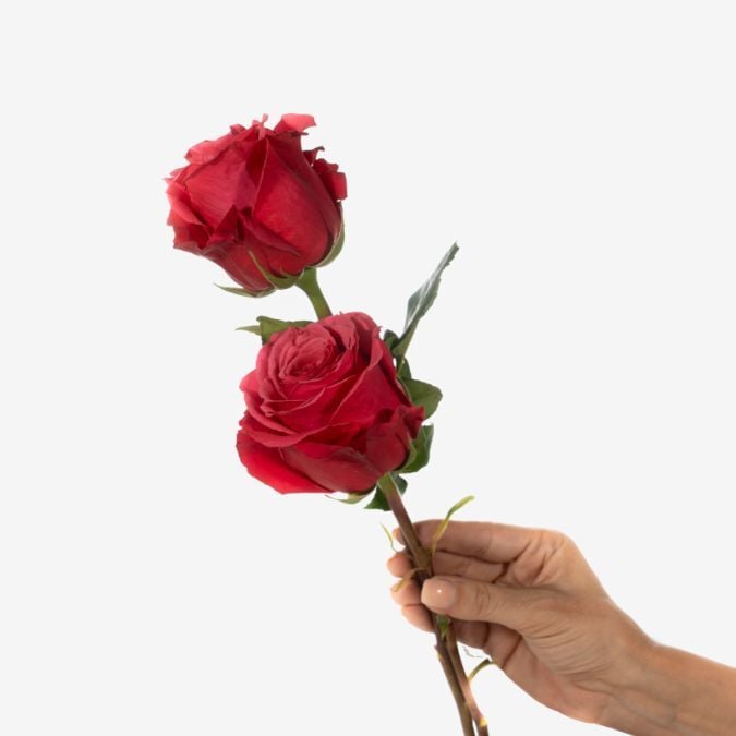 Cherry_Oh_Roses