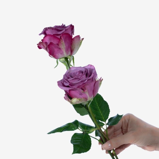 Cool_Water_Rose