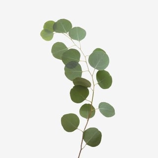 Eucalyptus_Silver_Dollar