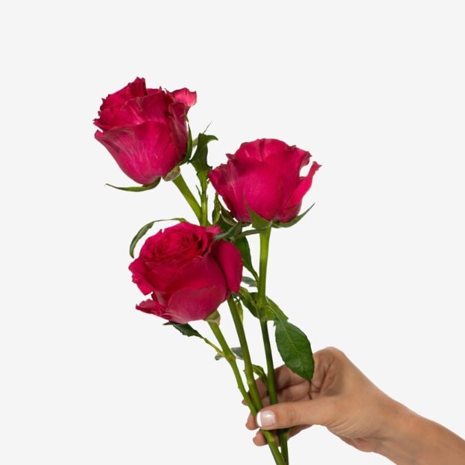 Full_Mony_Roses