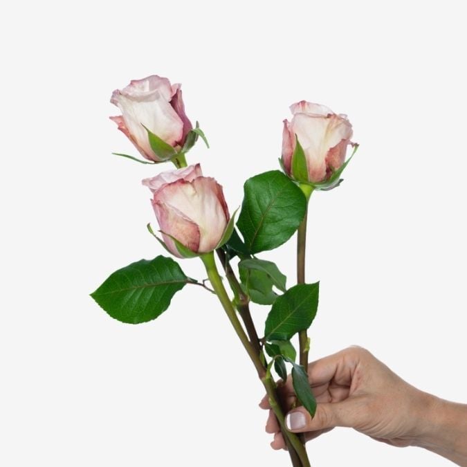 Garden_Rose_Pink_OHara
