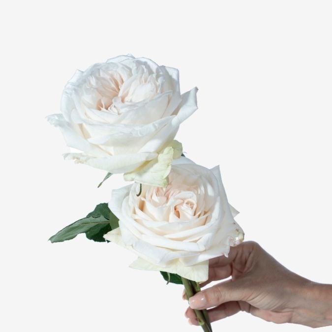 Garden_Rose_White_OHara