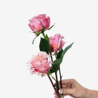 Garden_Roses_MayraS_Peach_Version_1