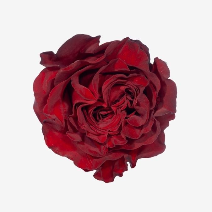 Garden_Roses_Wanted_(hearts)
