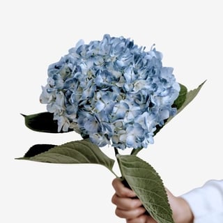 Hydrangea_blue_select