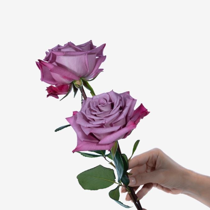 Moody_Blues_Rose