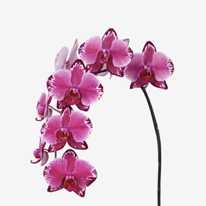 Orchid Phalaenopsis