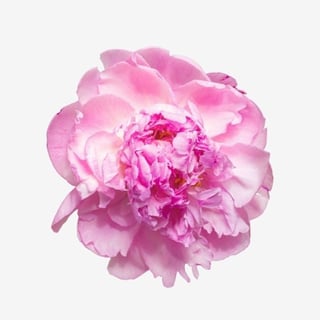 Peonies