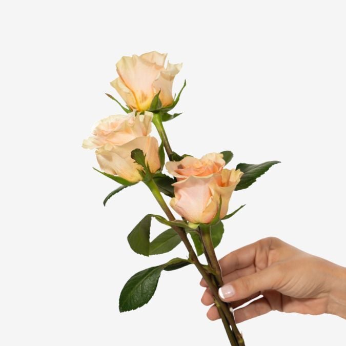 Phoenix_Garden_Rose