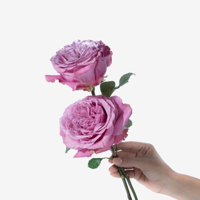 Queens_Crown_Garden_Rose