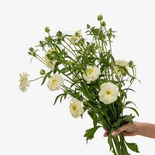 Ranunculus_Butterfly_Graces