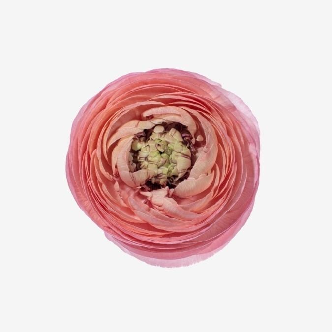 Ranunculus_Elegance_Coral