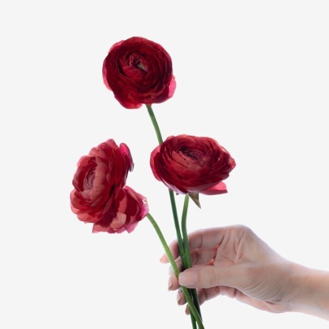 Ranunculus_Red_Farm_Choice