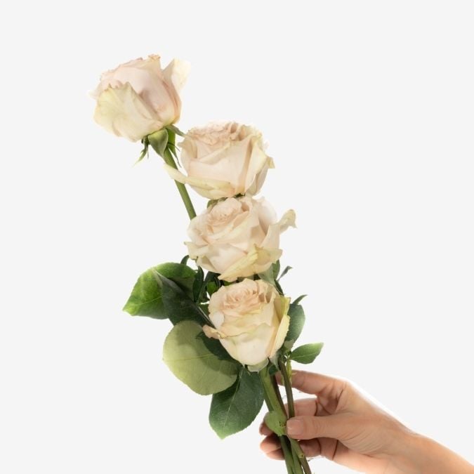 Roses_Quicksand