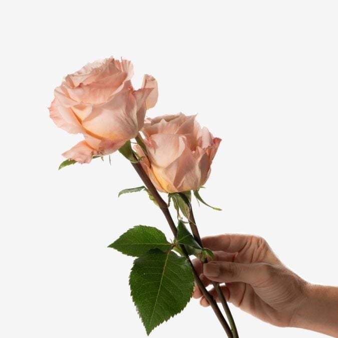 Roses_Shimmer