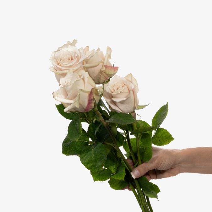 Sandy_Roses