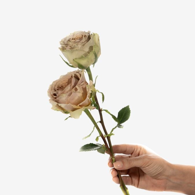 Teddys_Roses