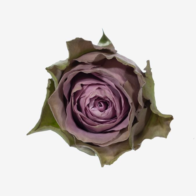 Tiara_Garden_Rose