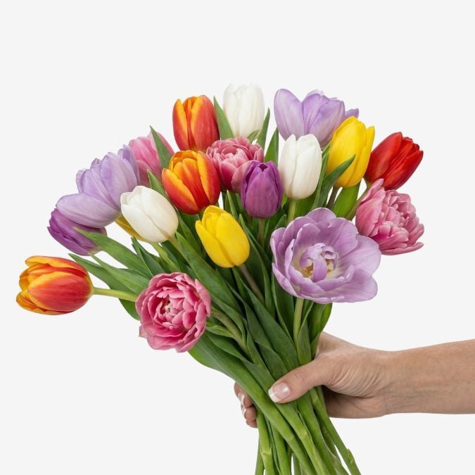 Tulips