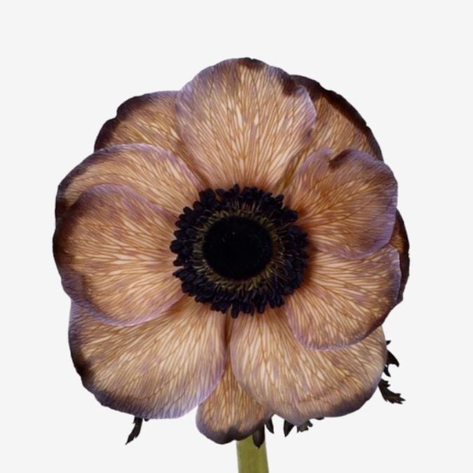 brownie_anemone