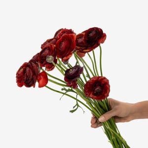 bugundy_ranunculus