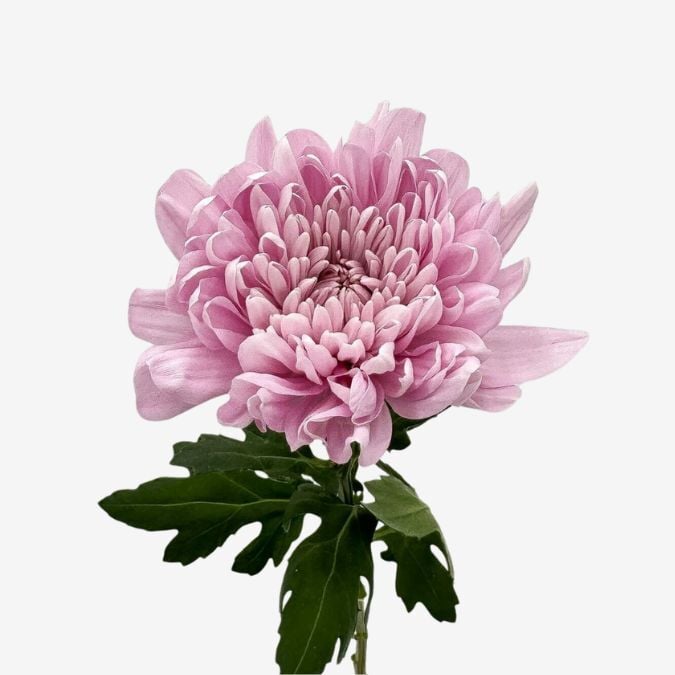 cremon_lotus