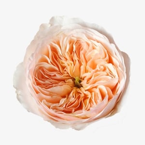 david-austin-garden-rose-juliet