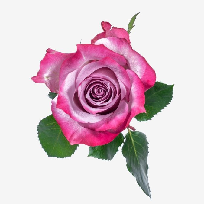 deep_purple_rose