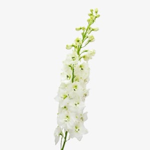 delphiniumHybridGalahadDelphinium