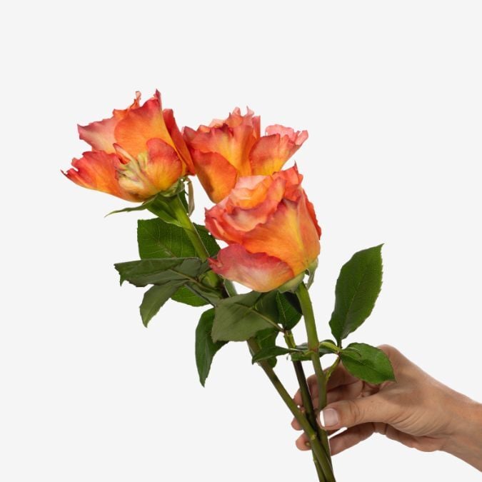 garden_rose_free_spirit