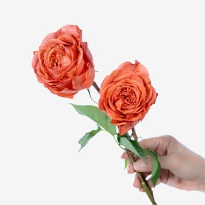 garden_rose_coral_expression