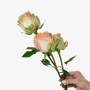 garden_rose_country_home-1