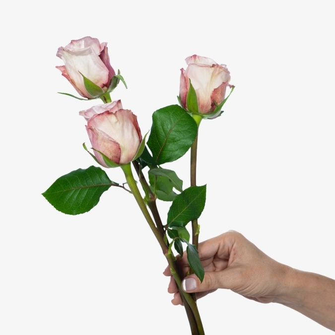 garden_roses_pink_ohara_fragrance