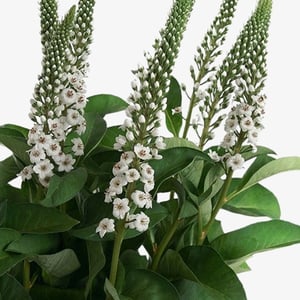 lysimachia-white