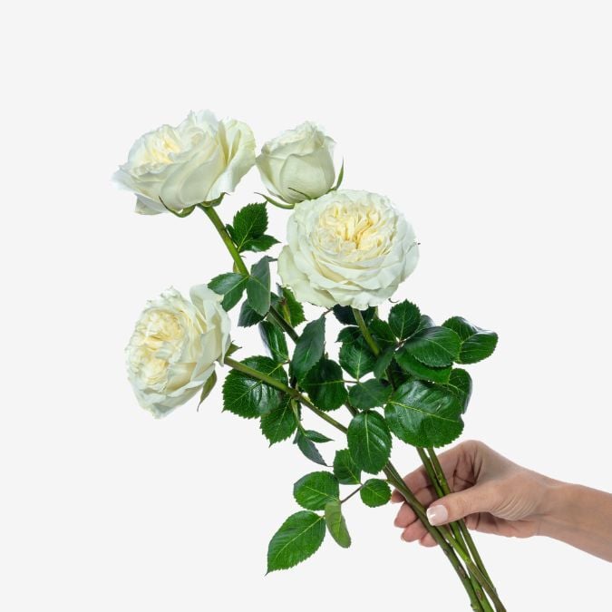 mayras_white_garden_rose