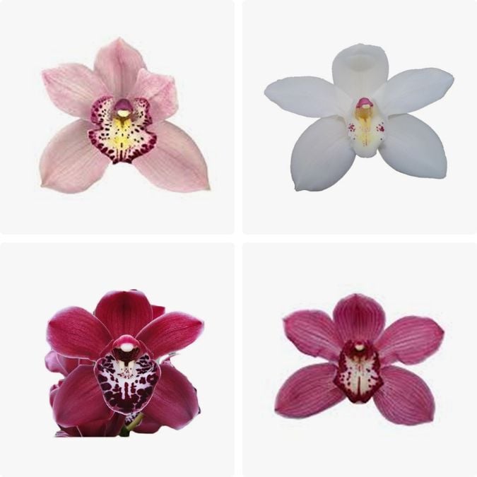 Mini Cymbidium