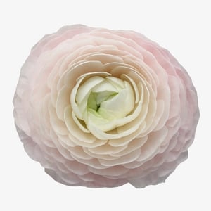 ranunculus-clooney-hanoi