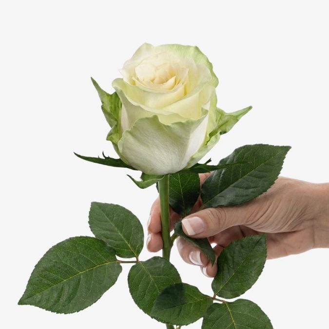 Roses