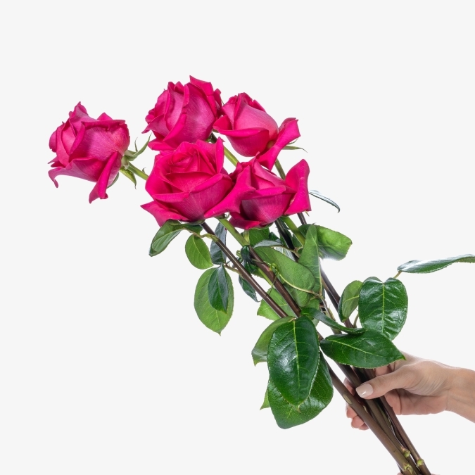 roses_pink_floyd