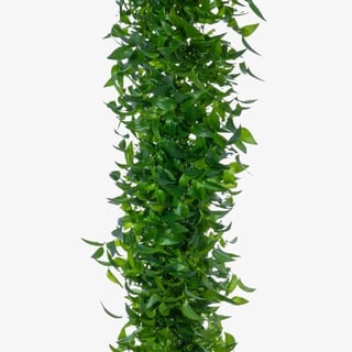 smilax_southen_smilax