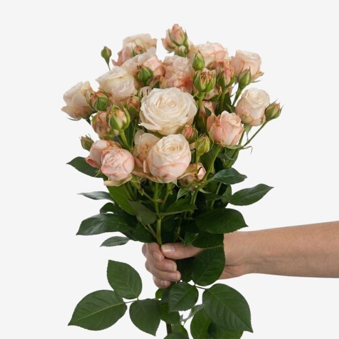 Spray Roses