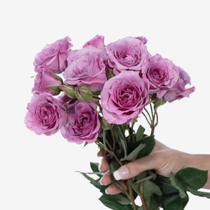 spray_rose_blue_moon