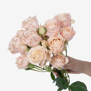 spray_rose_sahara_sensation_peach