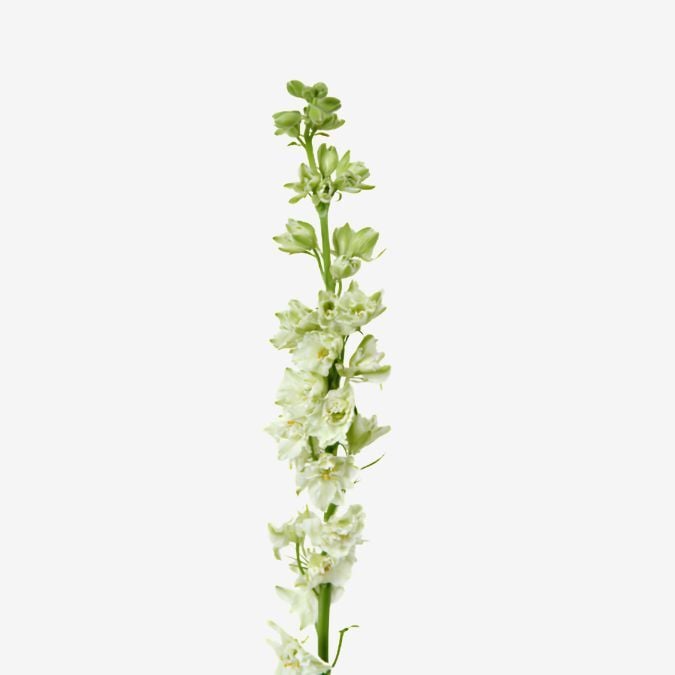 white_larkspur