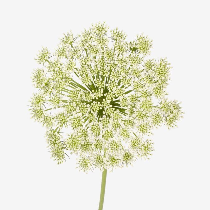 white_queen_annes_lace