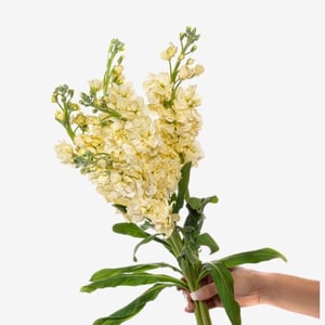 yellow_stock