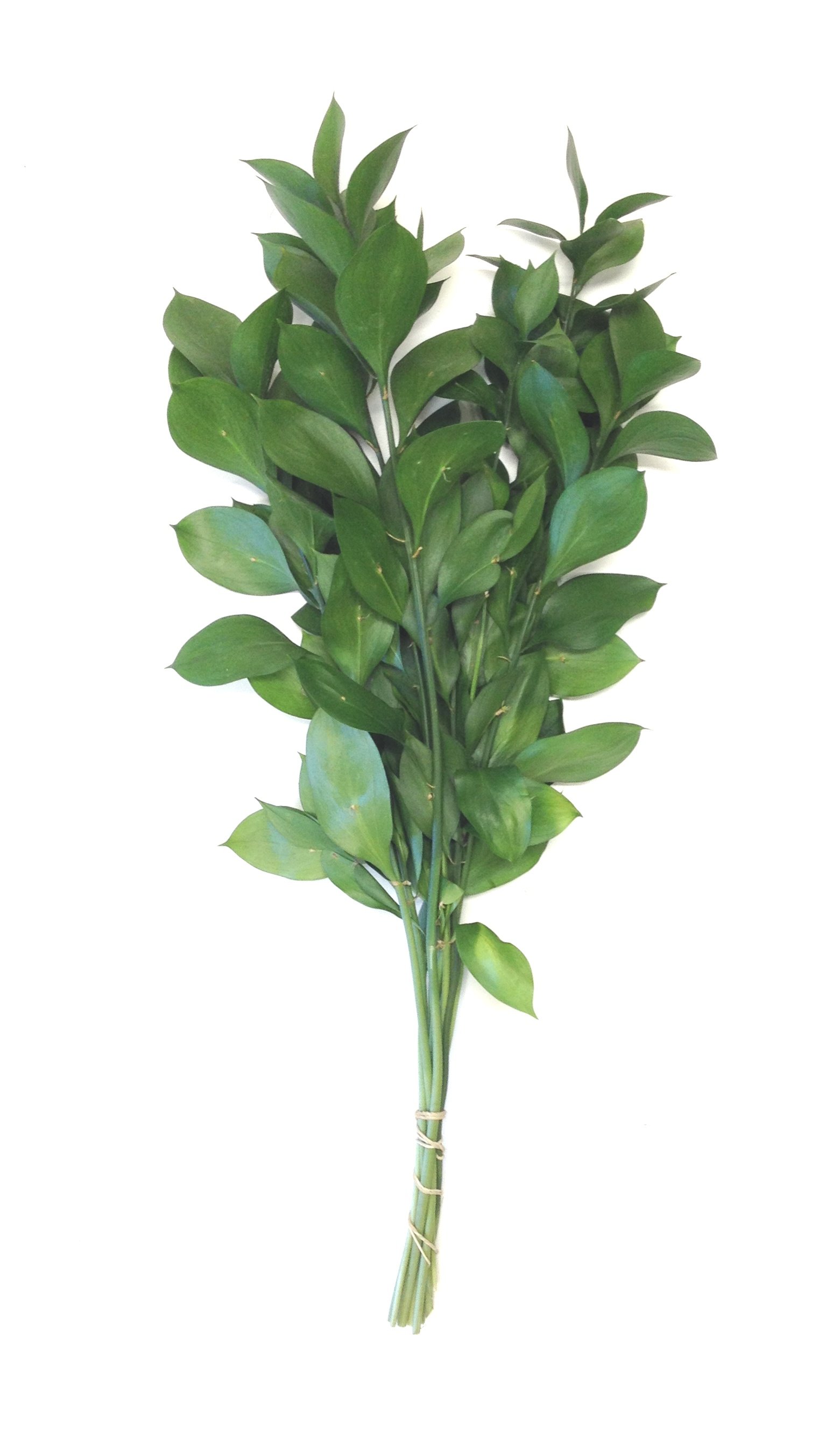 Israeli Ruscus Bunch
