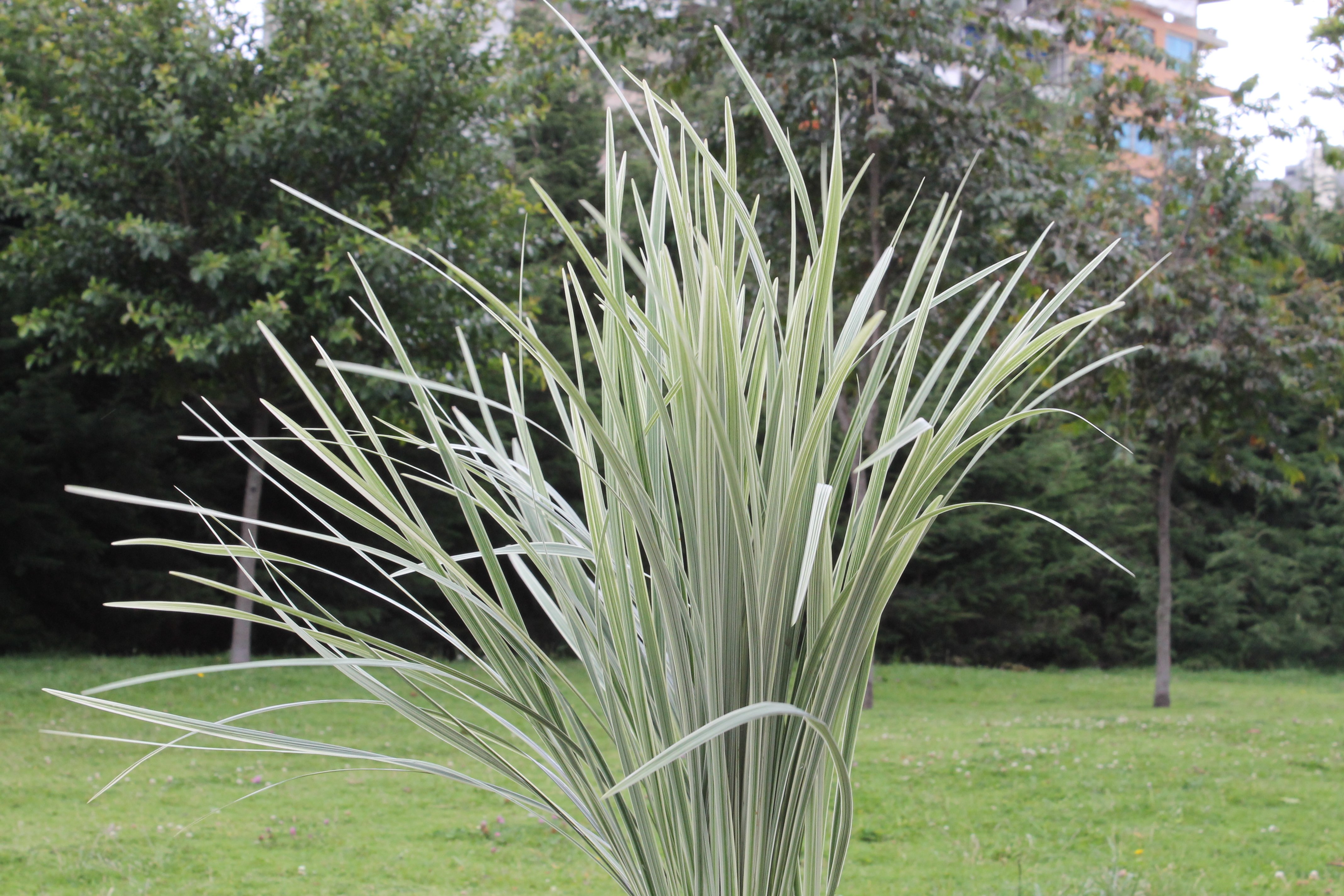 LILY GRASS