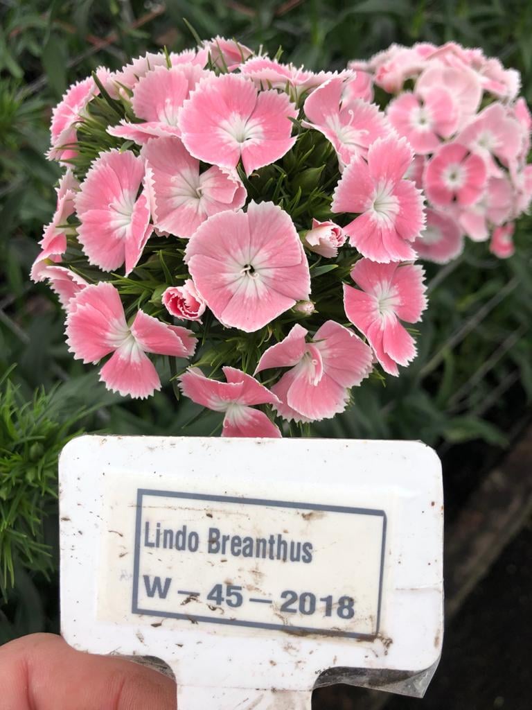 LINDO